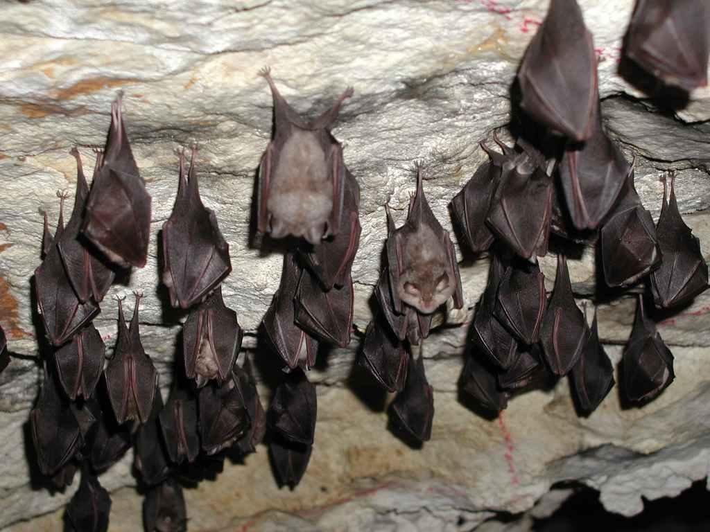 Jeskyně Na Turoldu - kolonie vrápence