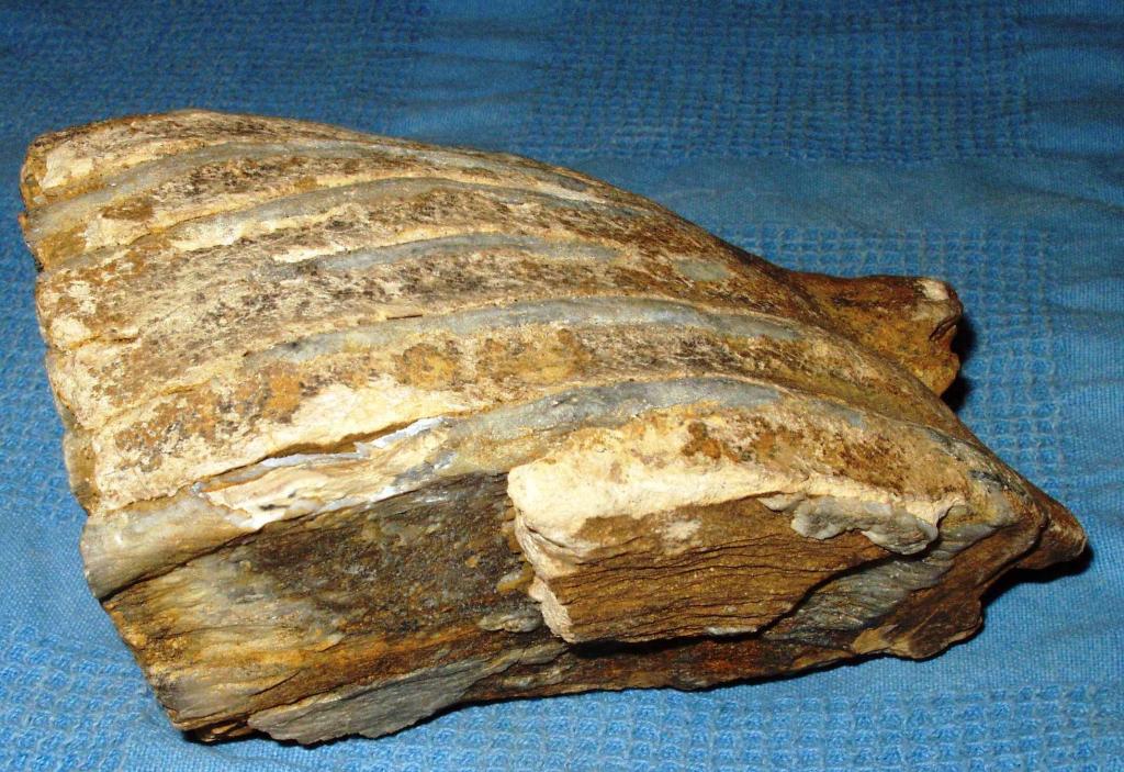 Jeskyně Na Turoldu - mamutí zub