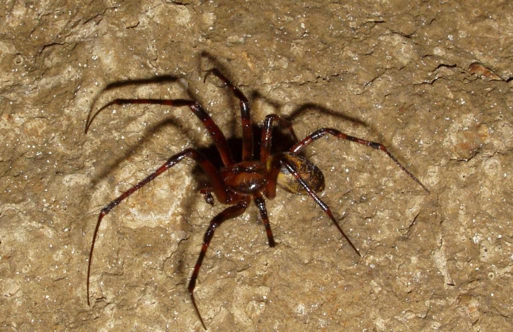 Jeskyně Na Turoldu - pavouk