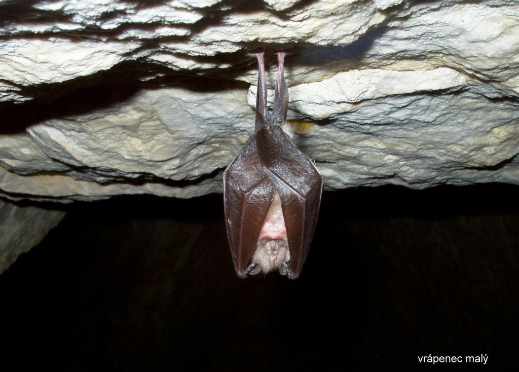 vrápenec v J. Na Turoldu